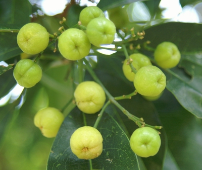 多要素氣象站：油柑種植需要什么樣的氣候條件？