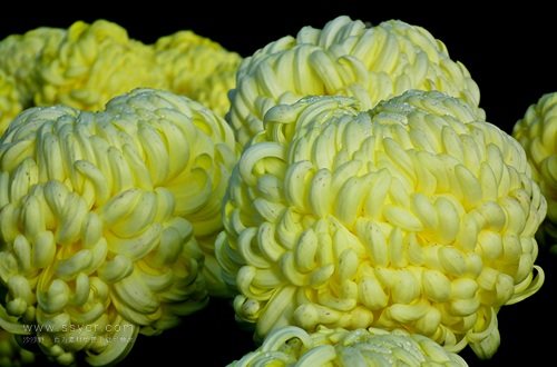 一朵菊花開出七種顏色？用手持氣象站促進(jìn)菊花的種植